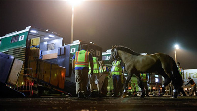 奥运会马术首批“马匹运动员”包机抵达